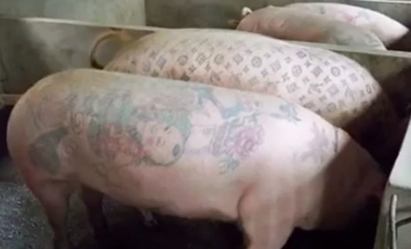 刺青を入れた豚