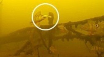 釣りの水中映像