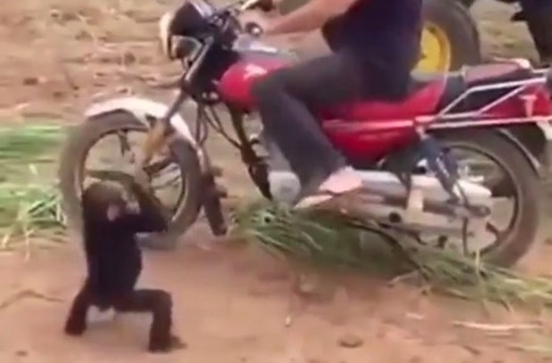 バイクに乗りたいチンパンジー