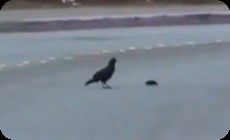 カラスとモグラ