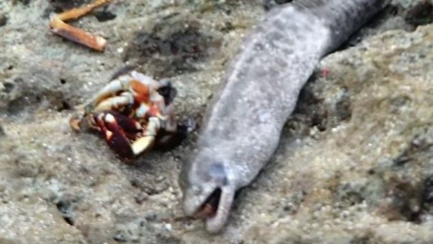 ウツボの陸上での捕食
