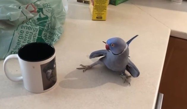 鳥が忍者の様に求愛マグカップ