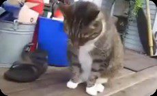 ネコゲロ