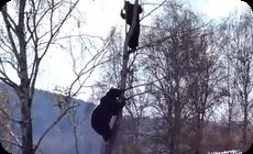 ロシアのクマが木に登って追いかけてくる