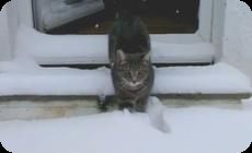 雪を始めてみた猫さんのリアクション動画