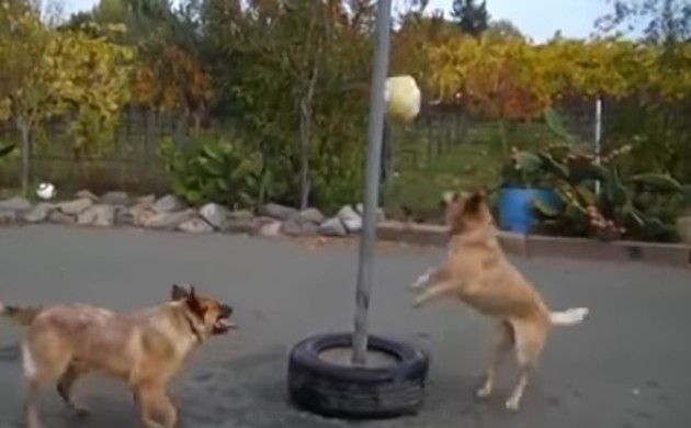 犬を遊ばせるボールの棒