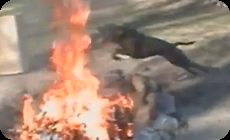 ジャンプする犬達