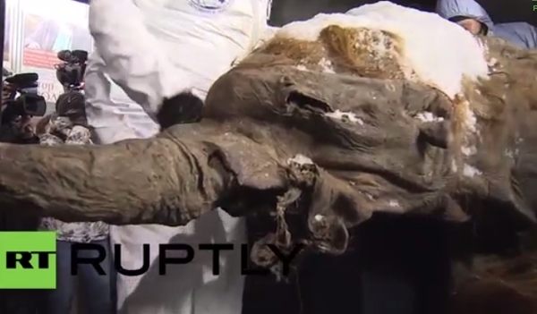 マンモスの氷漬けミイラ、ユカ