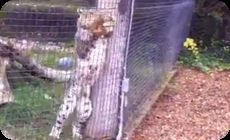 ヒョウがリスを食う (1)