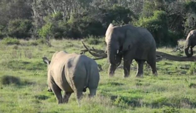 サイとゾウの対決