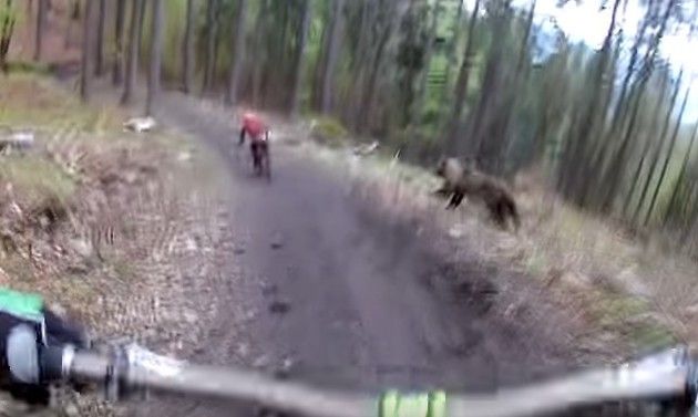 クマに襲われるマウンテンバイク