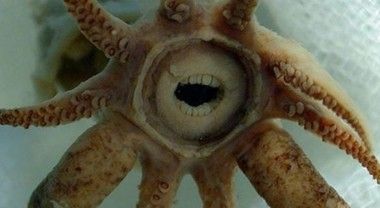 深海のクリーチャー