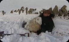 雪に埋もれたヒツジ