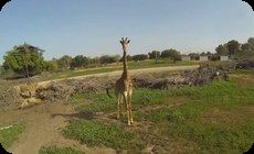 サファリパークのキリン