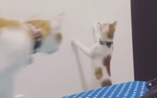 オモチャを取ってもらう子ネコ