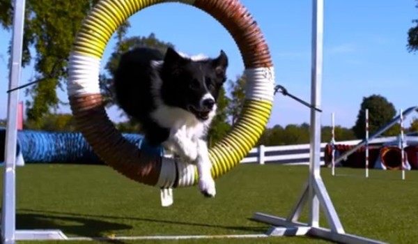 犬のアジリティースローモーション