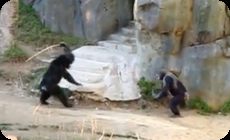 チンパンジーが棒で打つ