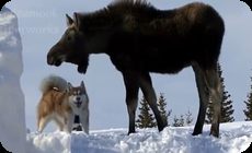 賢いマラミュート犬