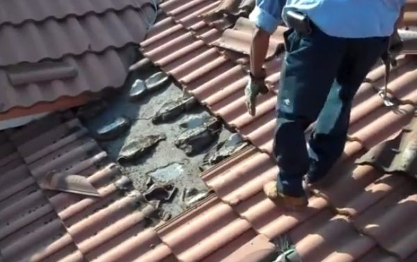 屋根の瓦を開けたら大量のコウモリが居た動画